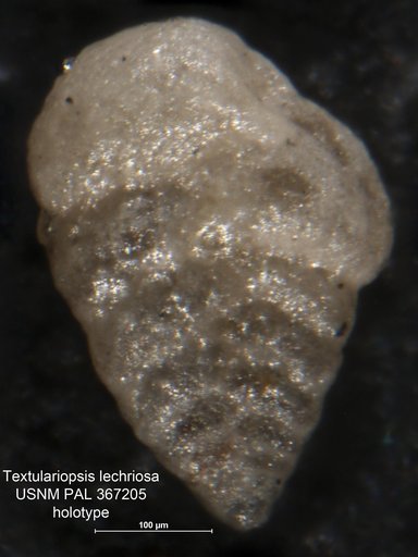 Textulariopsis lechriosa Loeblich & Tappan, 1982