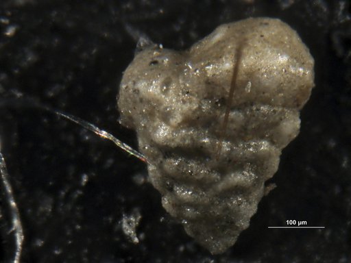 Textularia secasensis Lalicker & McCulloch, 1940
