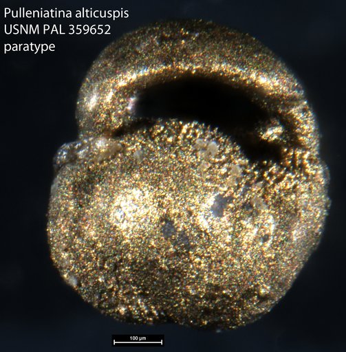 Pulleniatina alticuspis Carreño, 1985