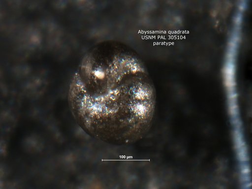 Abyssamina quadrata Schnitker & Tjalsma, 1980
