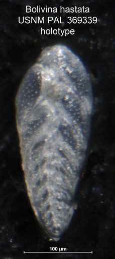 Bolivina hastata Phleger & Parker, 1951