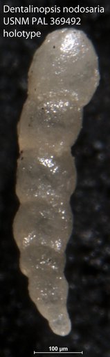 Dentalinopsis nodosaria Tappan, 1943