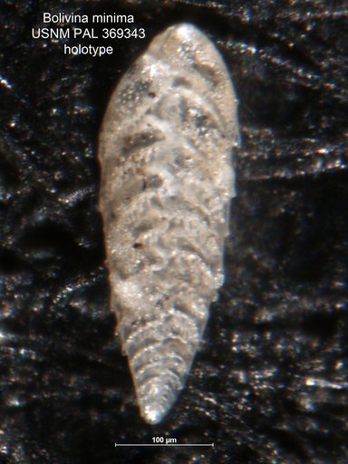 Bolivina minima Phleger & Parker, 1951