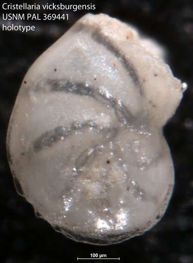 Cristellaria vicksburgensis Cushman, 1922