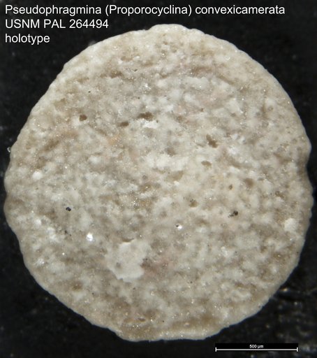 Pseudophragmina (Proporocyclina) convexicamerata Cole & Gravell, 1952