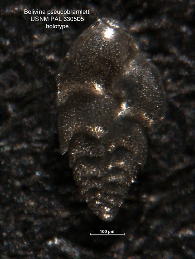 Bolivina pseudobramletti Arnal, 1984