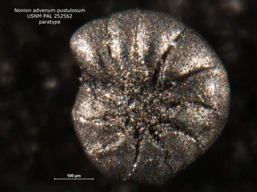 Nonion advenum pustulosum Gibson, 1983