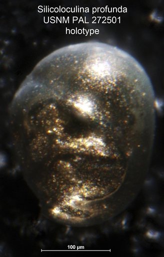Silicoloculina profunda Resig et al., 1980
