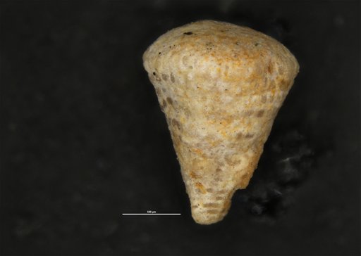 Coskinolinoides jamaicensis Cole, 1956