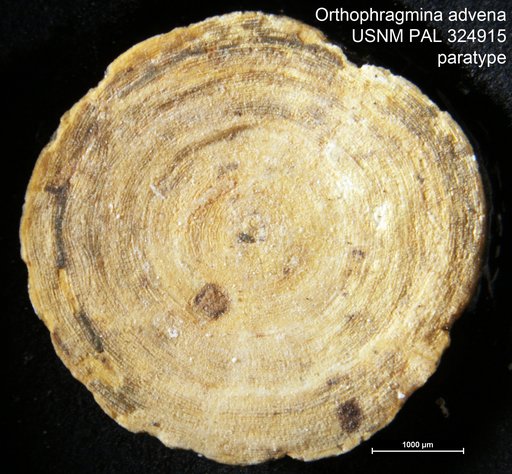 Orthophragmina advena Cushman, 1921