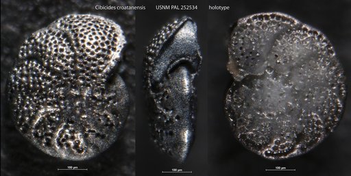 Cibicides croatanensis Gibson, 1983