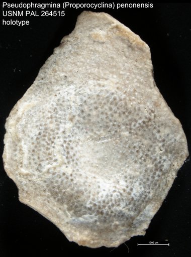 Pseudophragmina (Proporocyclina) penonensis Cole & Gravell, 1952