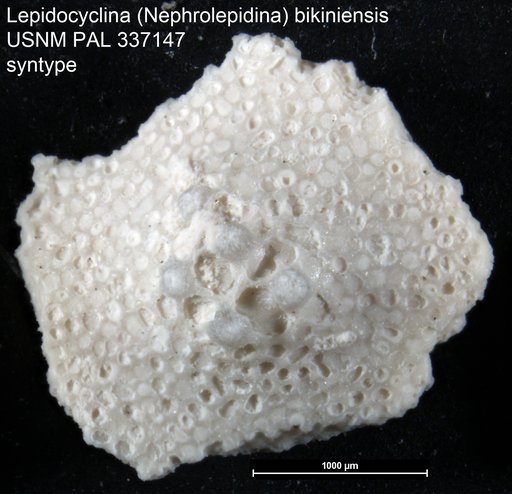 Lepidocyclina (Nephrolepidina) bikiniensis Cole, 1954
