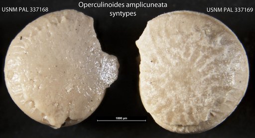 Operculinoides amplicuneata Cole, 1954