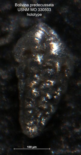 Bolivina predecussata Arnal, 1984