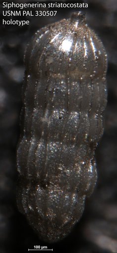 Siphogenerina striatocostata Arnal, 1984