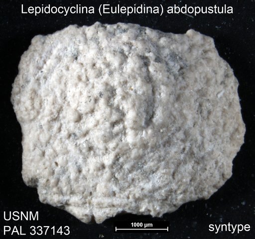 Lepidocyclina (Eulepidina) abdopustula Cole, 1954