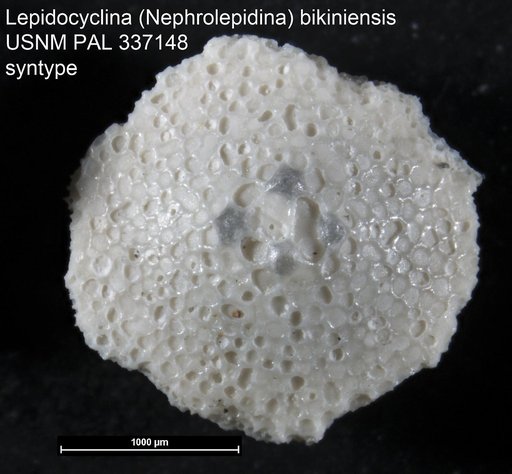Lepidocyclina (Nephrolepidina) bikiniensis Cole, 1954