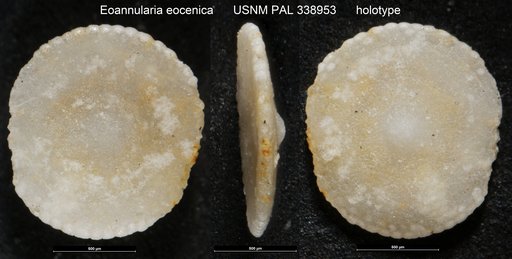 Eoannularia eocenica Cole & Bermudez, 1944