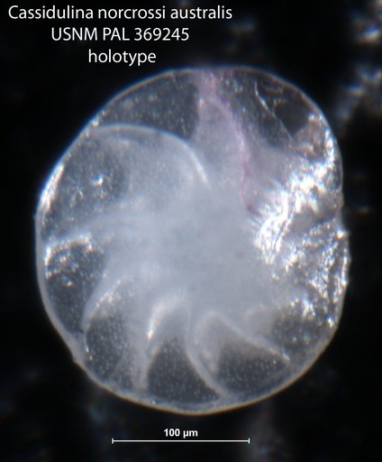 Cassidulina norcrossi australis Phleger & Parker, 1951