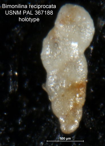 Bimonilina recipricata Loeblich & Tappan Loeblich, 1982