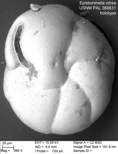 Epistominella vitrea Parker, 1953