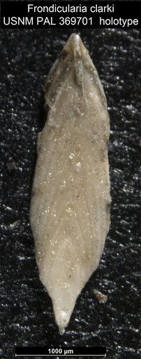 Frondicularia clarki Bagg, 1895