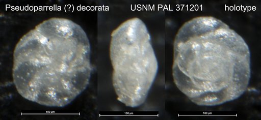 Pseudoparrella ? decorata Phleger & Parker, 1951