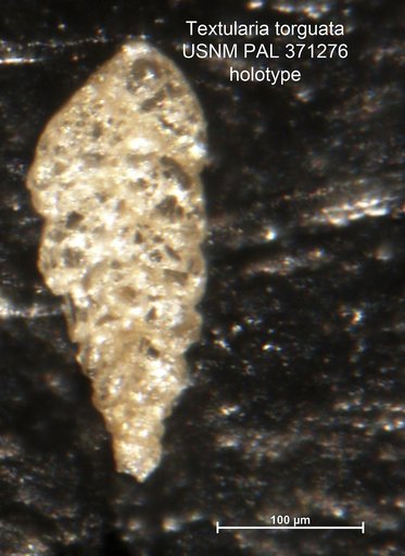 Textularia torquata Parker, 1952