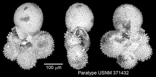 Hedbergella amabilis Loeblich & Tappan Loeblich, 1961