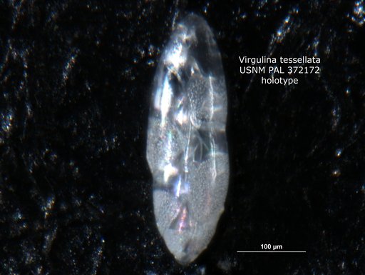 Virgulina tessellata Phleger & Parker, 1951