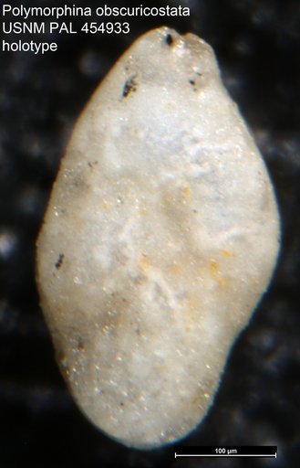 Polymorphina obscuricostata Galloway & Wissler, 1927