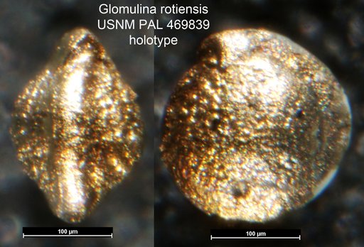 Glomulina rotiensis Loeblich & Tappan, 1994