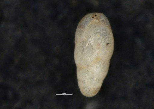 Bulimina kickapooensis Cole, 1938
