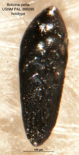 Bolivina pelita Bergen, 1986