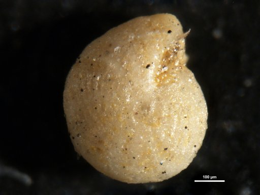 Polystomella chipolensis Cushman, 1920