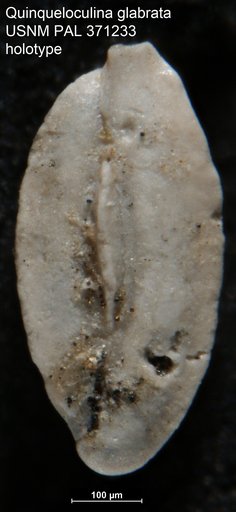 Quinqueloculina glabrata Cushman, 1922