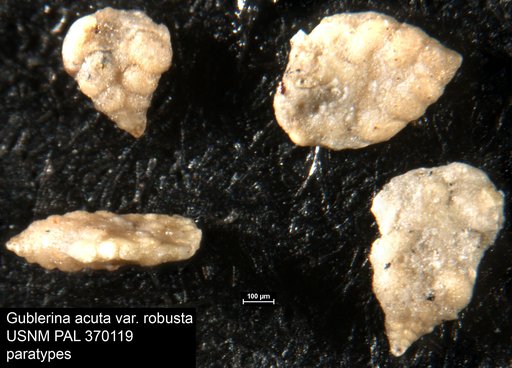 Gublerina acuta var. robusta De Klasz, 1953