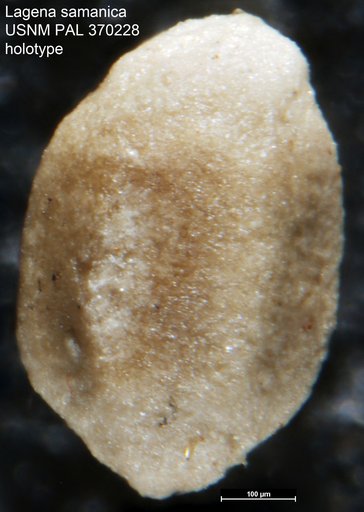Lagena samanica Berry, 1928