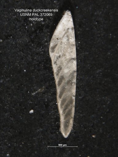 Vaginulina duckcreekensis Tappan, 1943