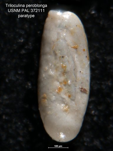 Triloculina peroblonga Cushman, 1922