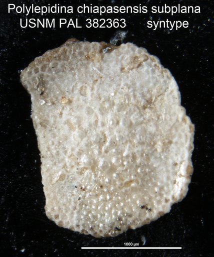 Polylepidina chiapasensis subplana Barker & Grimsdale, 1936