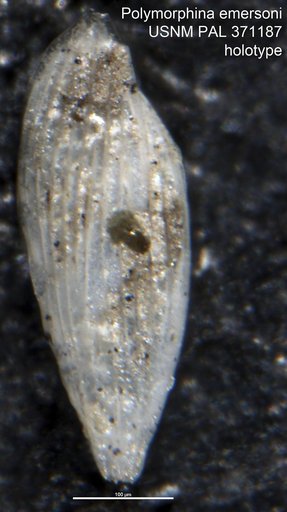 Polymorphina emersoni Bagg, 1898