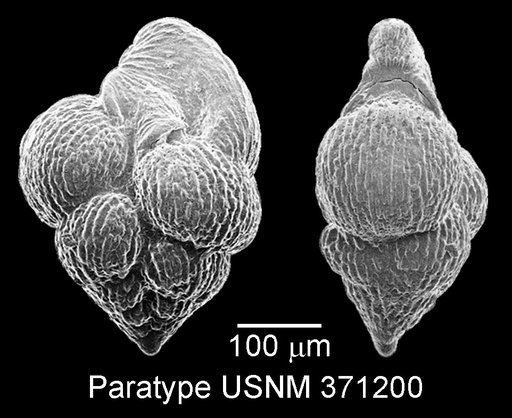 Pseudoguembelina palpebra Brönnimann & Brown, 1953