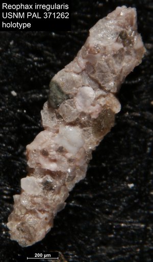 Reophax irregularis Parker, 1954