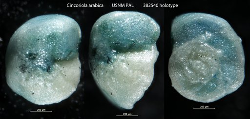 Cincoriola arabica Hasson, 1985