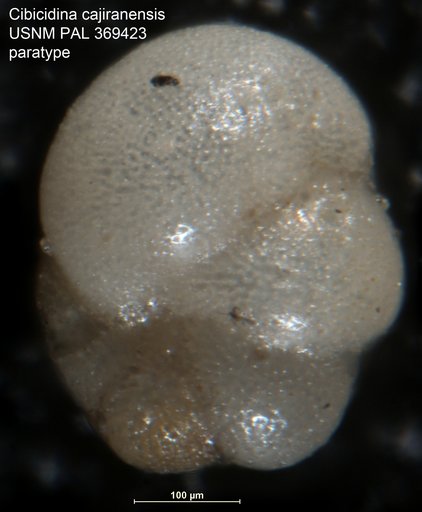 Cibicidina cajiranensis Becker & Dusenbury, 1958