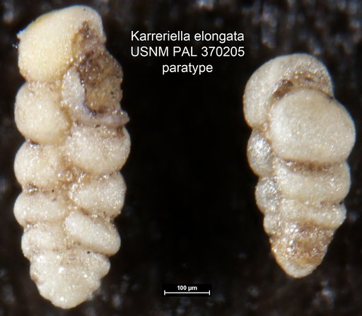 Karreriella elongata Mallory, 1959
