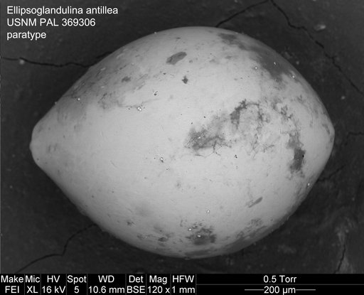 Ellipsoglandulina antillea Bermudez, 1939