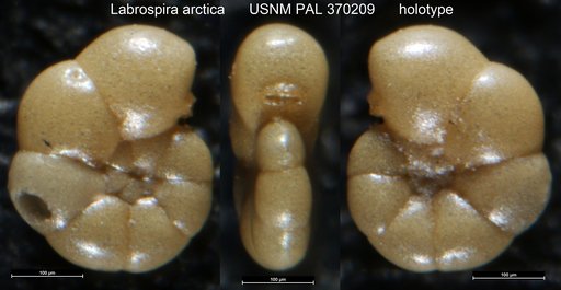 Labrospira arctica Parker, 1952